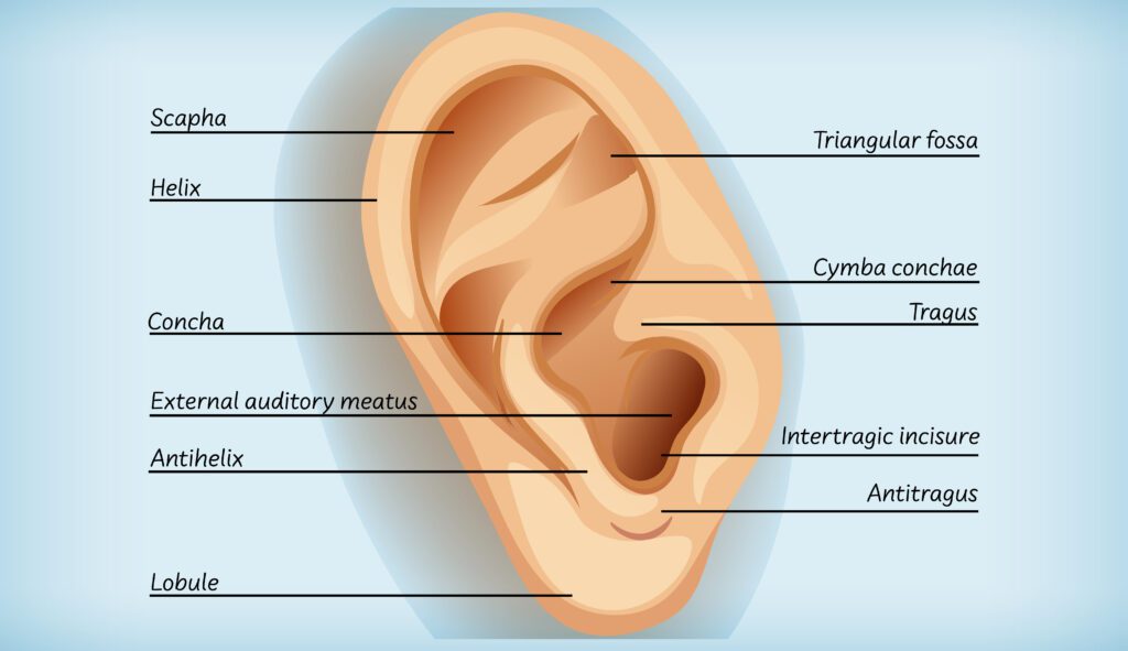 A diagram of the ear with labels on it.