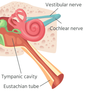 A picture of the inside of an ear.