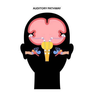 Auditory pathway from the receptors in the organ of corti of the inner ear to the brain vector